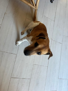 Photo de galerie - Avril 2026 - Garde de Nabab