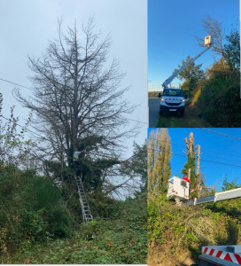 Photo de galerie - Abattage d’un sapin dangereux avec nacelle 