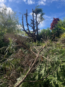 Photo de galerie - Abattage d’arbres 