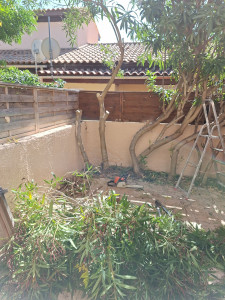 Photo de galerie - Elagage et coupe d'arbres