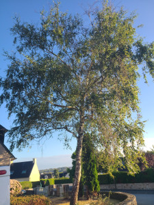 Photo de galerie - Elagage et coupe d'arbres