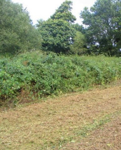Photo de galerie - Débroussaillage de ronce 