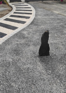 Photo de galerie - Allée en bordure pavé blanc avec pas en ardoise et cailloux blanc plus béton désactiver autour .