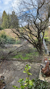 Photo de galerie - Élagage et abattage en tout genre