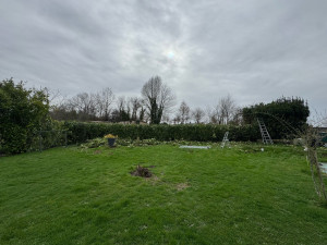 Photo de galerie - Rabaissement d’une haie de laurier 