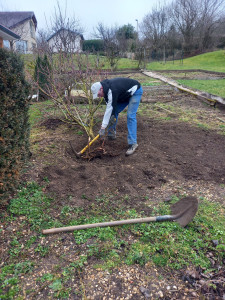 Photo de galerie - Elagage et coupe d'arbres