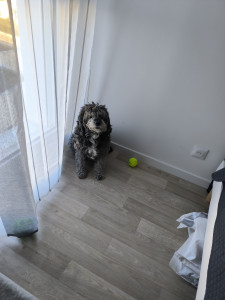 Photo de galerie - Caniche griffon de 8ans
