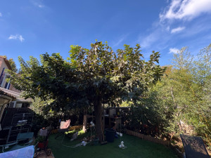 Photo de galerie - Elagage et coupe d'arbres