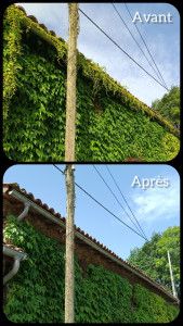 Photo de galerie - Enlèvement d'une vigne vierge du toit et des gouttières 