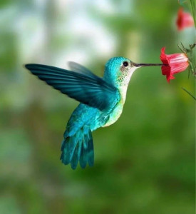 Photo de galerie - Le colibri 