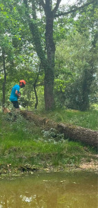 Photo de galerie - Elagage et coupe d'arbres