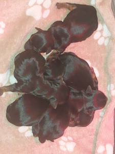 Photo de galerie - Bébé yorkshire disponible 