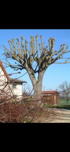Photo de galerie - Elagueur