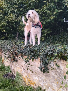 Photo de galerie - Je sais m'occuper d'un chien , chat ect 