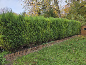 Photo de galerie - Taille haie mitoyenne avant