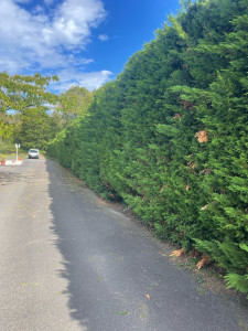 Photo de galerie - Rabattage et taille