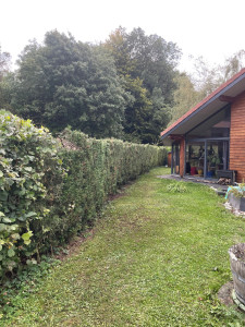 Photo de galerie - Rabattage + Taille de haie