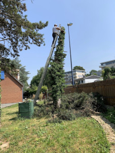 Photo de galerie - Élagage d’arbres à l’échelle