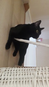 Photo de galerie - Garde chat
