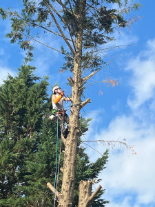 Photo de galerie - Elagage et coupe d'arbres