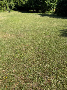 Photo de galerie - Tonte pelouse 