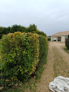 Photo de galerie - Haïe 