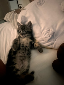 Photo de galerie - Chaton 