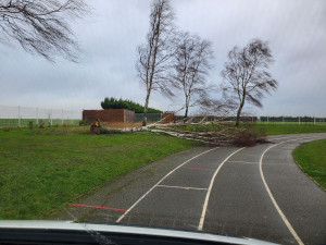 Photo de galerie - Découpe arbre mort 