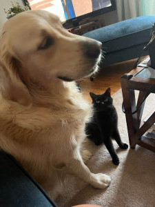 Photo de galerie - Garde a domicile de un mois  d’un jolie golden et de deux chat !