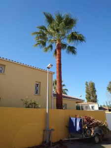 Photo de galerie - Taille de palmier 