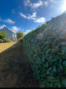 Photo de galerie - Taille de haies .