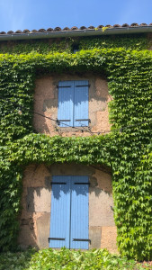 Photo de galerie - Taille de vigne sauvage 