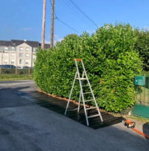 Photo de galerie - J'ai réalisé ce projet taille de haie