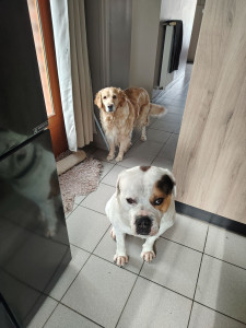 Photo de galerie - Garderie chien 