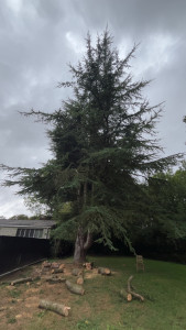 Photo de galerie - Elagage et coupe d'arbres