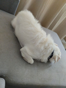 Photo de galerie - Garde chien