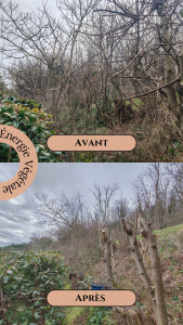 Photo de galerie - Elagage et coupe d'arbres