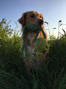 Photo de galerie - Garde chien