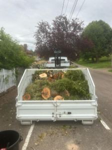 Photo de galerie - Coupe d’arbre 
