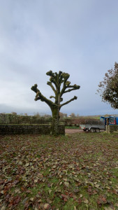 Photo de galerie - élagage d’arbres 