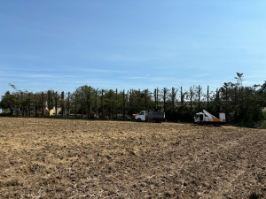 Photo de galerie - Elagage et coupe d'arbres