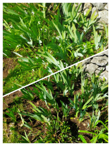 Photo de galerie - Jardinier