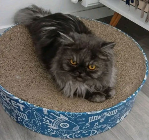 Photo de galerie - Garde chat