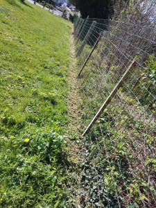 Photo de galerie - Débroussaillage avant la tonte de la pelouse 
