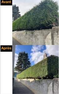 Photo de galerie - Taille de haies 