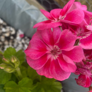 Photo de galerie - Fleurison après plantations 