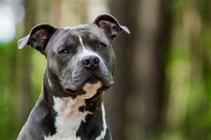 Photo de galerie - Garde animaux