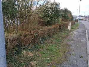 Photo de galerie - Débroussaille 