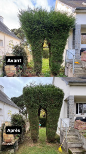 Photo de galerie - Taille de haies