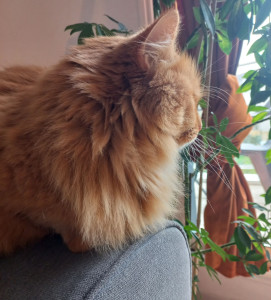 Photo de galerie - Nourrir et rendre visite à votre animal 